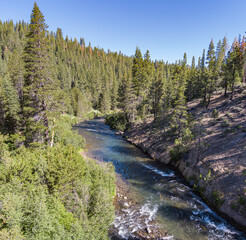 Rapids of Truckee River in Forest - 517115770