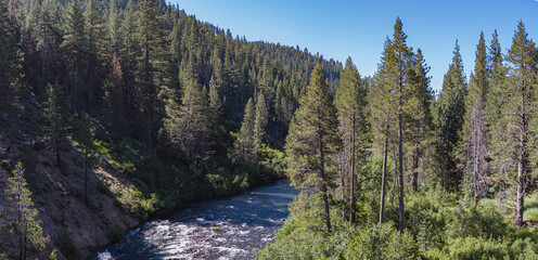 Forest on Truckee River in California - 517115772