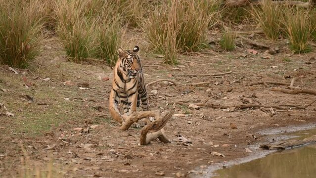 A very young female cub of tiger very much alerted and walking in forest