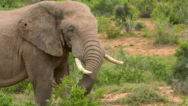Elefant im Naturreservat Addo Elephant National Park Südafrika