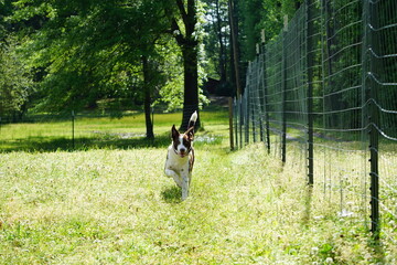 Dog running along fence