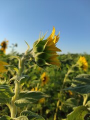 sunflower in the field