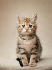 Fototapeta na wymiar Portrait of a cute tabby kitten vertical frame