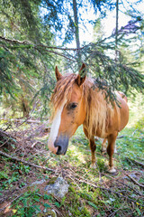 Fototapeta premium A horse in the woods