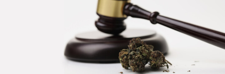 Cannabis herb buds and gavel as symbol of legalization of marijuana