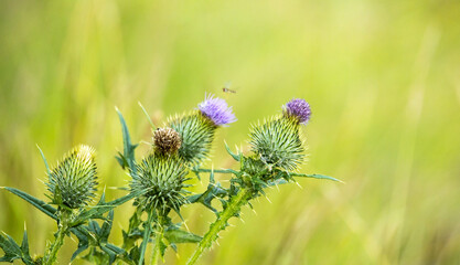 Scottish Thistle Flower