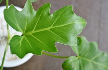 癒しの観葉植物　セローム