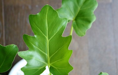 癒しの観葉植物　セローム