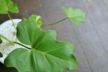 癒しの観葉植物　セローム