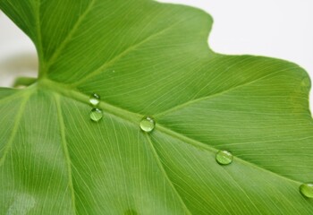 癒しの観葉植物　セローム　水滴　背景