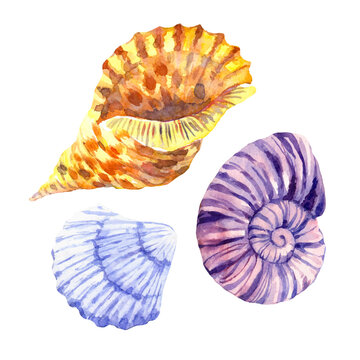 Beautiful watercolor colored seashells isolated on white background. Hand drawn illustration