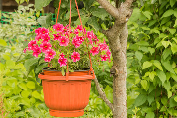 Ampel ornamental hanging plant in a cache-pot Calibrachoa.
