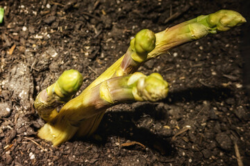 green asparagus on the field