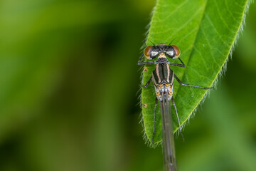 Libelle