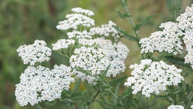 Wild Yarrow plant on a meadow in summer, Achillea millefolium
