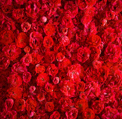 Rose background. Fire red small miniature roses. Vertical view. 