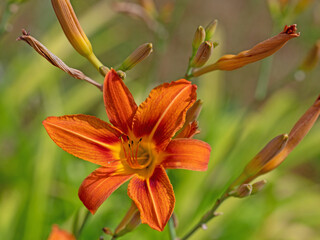 Blühende Taglilie, Hemerocallis, Nahaufnahme