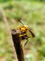bee on a yellow flower