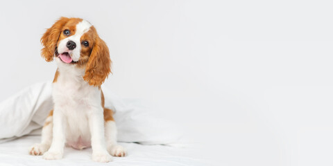 Puppy cavalier king charles spaniel lying on a blanket in the bedroom on the bed in the house - obrazy, fototapety, plakaty
