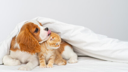 Puppy king charles spaniel lying on bed next to kitten of scottish breed
