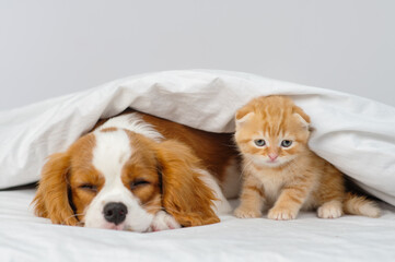Puppy king charles spaniel lying on the bed and hugging kitten scottish breed