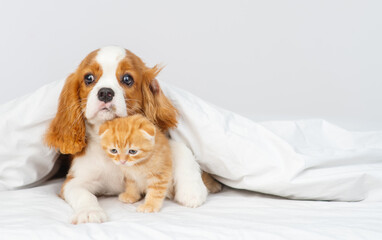 Puppy king charles spaniel lying on bed next to kitten of scottish breed