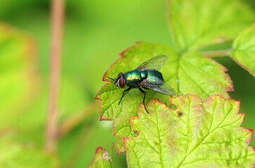 Green fly sits on a green leaf