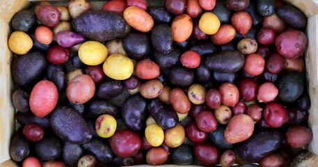 harvest of different colored potatoes on a wooden surface close-up selective focus, organic vegetables - obrazy, fototapety, plakaty