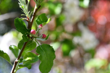 Bourgeon fleur de pommier