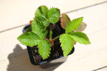 fragaria poziomka regina