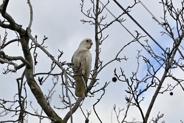 Little corella, cacatua sanguinea, perched high up in a sweet gum tree, with its head turned to the right