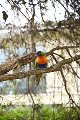 Front view of a rainbow lorikeet, trichoglossus haematodus, with its head turned to the left as it's perched on a tree branch
