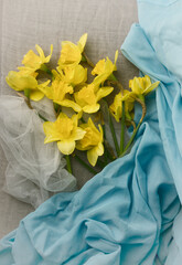 Still life with yellow daffodils on a blue background, the colors of the Ukrainian flag