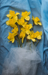Still life with yellow daffodils on a blue background, the colors of the Ukrainian flag