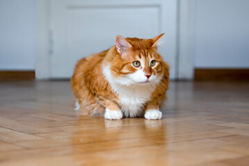Ginger cat sitting on the wooden floor in a white room. The fat red cat is resting. Sweet fluffy kitten at home. A large red cat lies beautifully on the floor in the interior of a modern apartment