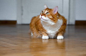 Obraz premium Ginger cat sitting on the wooden floor in a white room. The fat red cat is resting. Sweet fluffy kitten at home. A large red cat lies beautifully on the floor in the interior of a modern apartment
