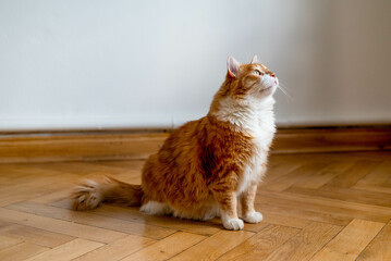 Ginger cat sitting on the wooden floor in a white room. The fat red cat is resting. Sweet fluffy kitten at home. A large red cat lies beautifully on the floor in the interior of a modern apartment