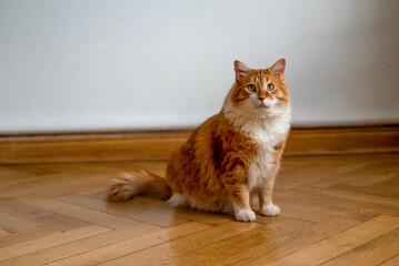 Naklejka na ściany i meble Ginger cat sitting on the wooden floor in a white room. The fat red cat is resting. Sweet fluffy kitten at home. A large red cat lies beautifully on the floor in the interior of a modern apartment