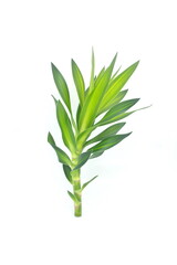 Dracaena fragrans stem cutting and leaves isolated on white background. Tropical ornamental plant greenery for bouquet and flower arrangement.