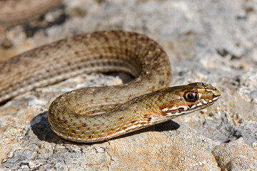 Eastern Montpellier snake // Östliche Eidechsennatter (Malpolon insignitus) - Gialova, Peloponnese, Greece
