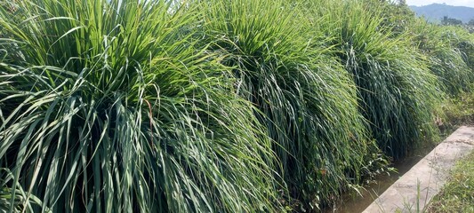 Lemongrass (Cymbopogon citratus). This plant is commonly used as a spice in cooking and herbal medicine