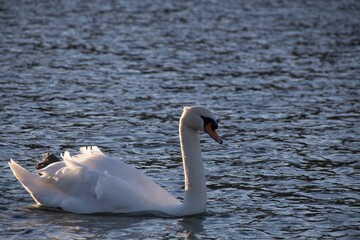 white swan on the water