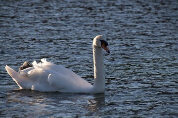 white swan on the water