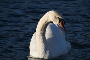 white swan on the water