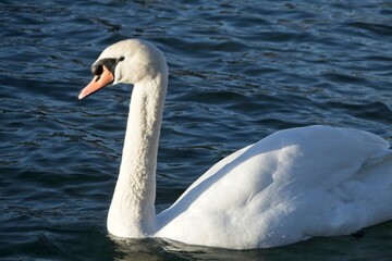 white swan on the water
