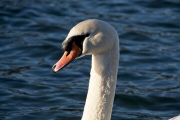 white swan on the water