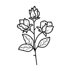 Beautiful sweet pea flower with leaves, line art plant branch. Vector botanical illustration