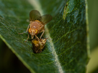 macro of a fly