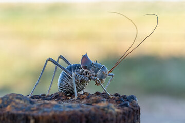 A armoured katydid (Acanthoplus discoidalis) hanging on a wire from a fence on a Campsite in Namibia