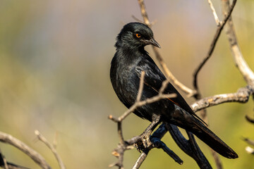 A pale-winged starling (Onychognathus nabouroup) sitting on tree-branches in Namibia.